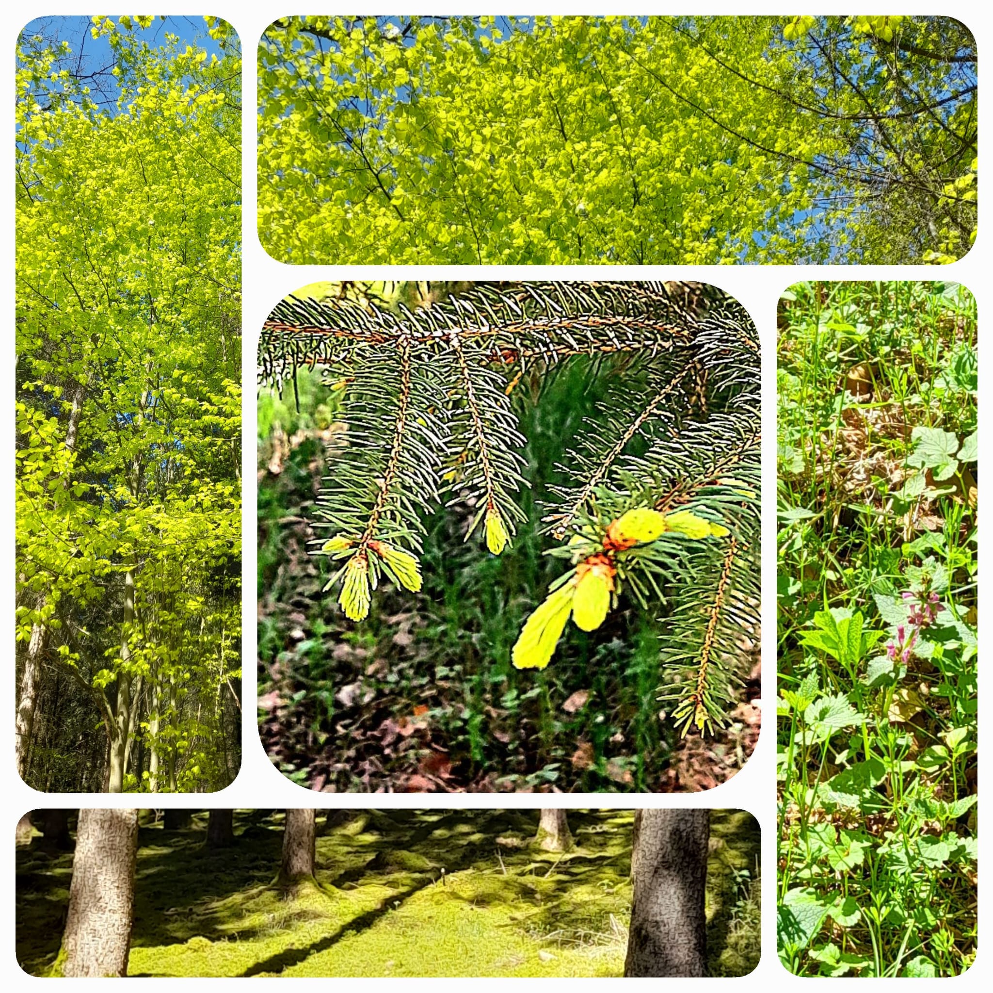 Über Spektrum Wald