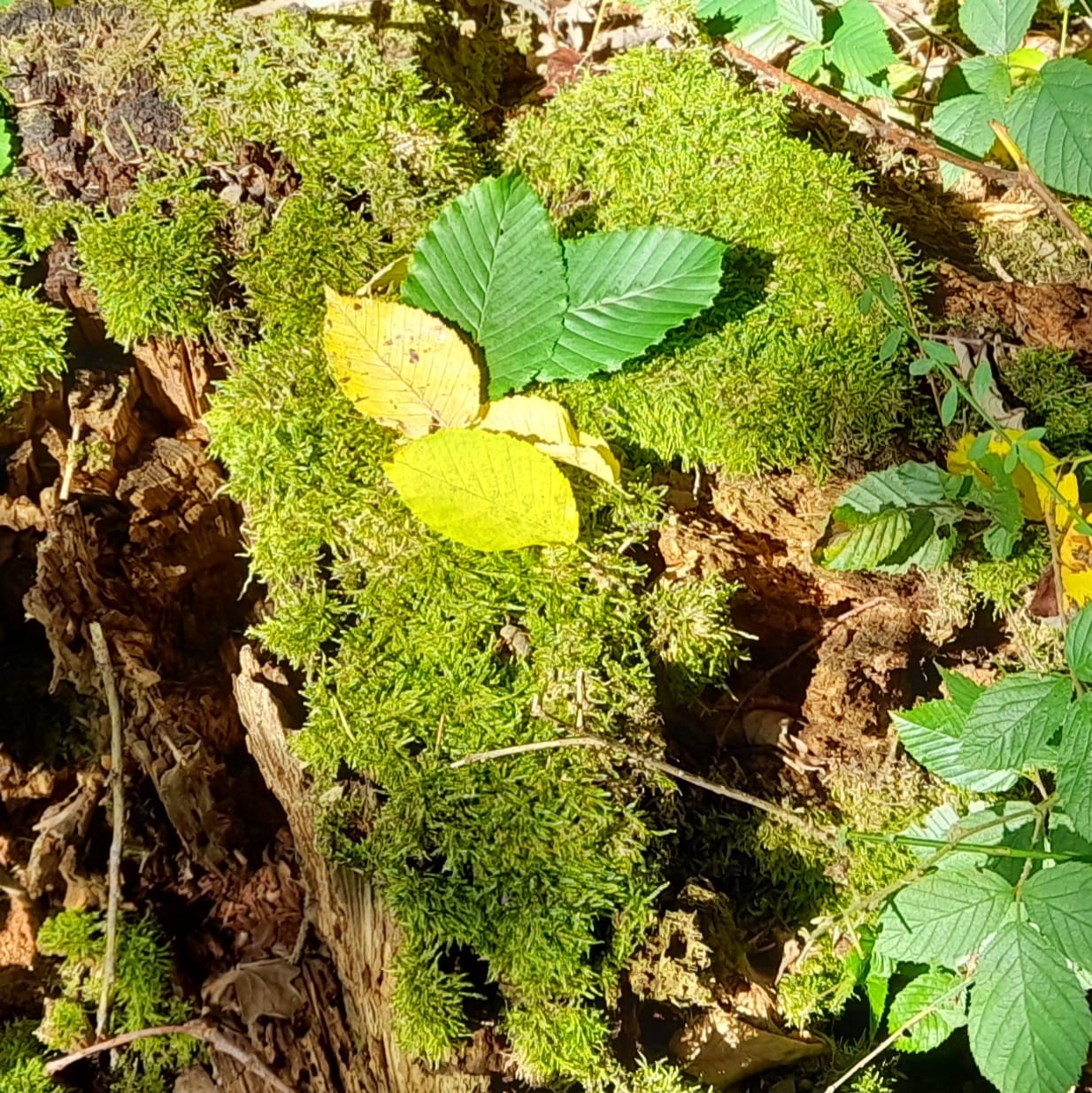 Kurwald Deutschland