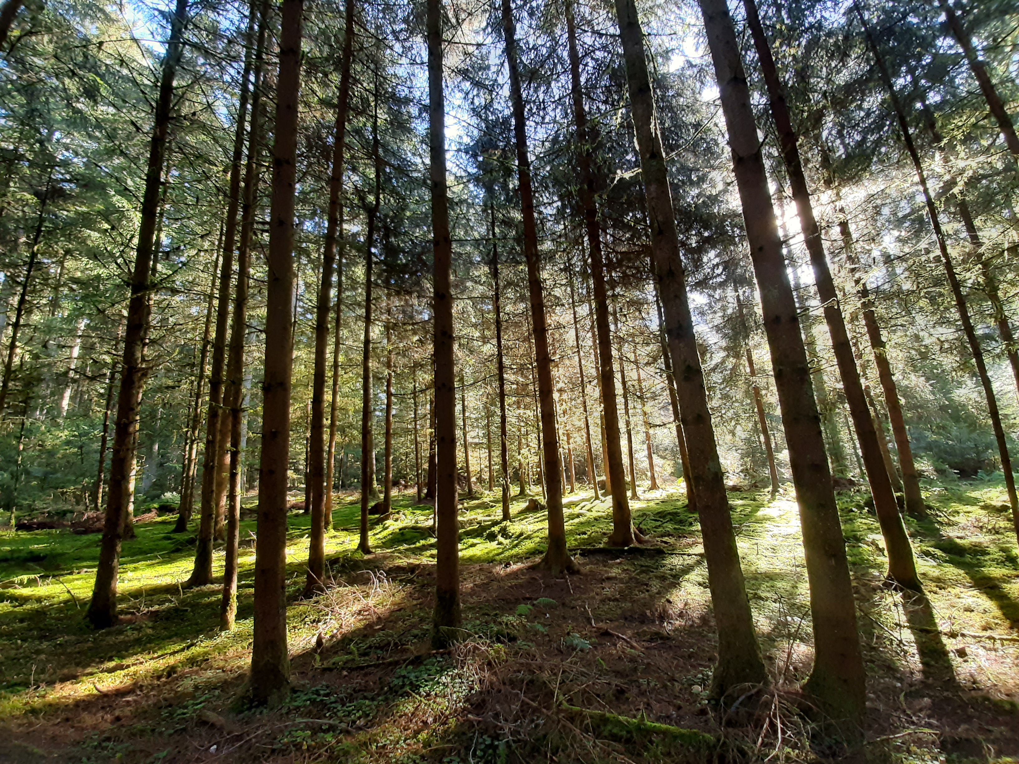Waldbaden Impression
